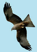 Black Kite