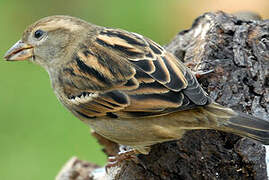 House Sparrow