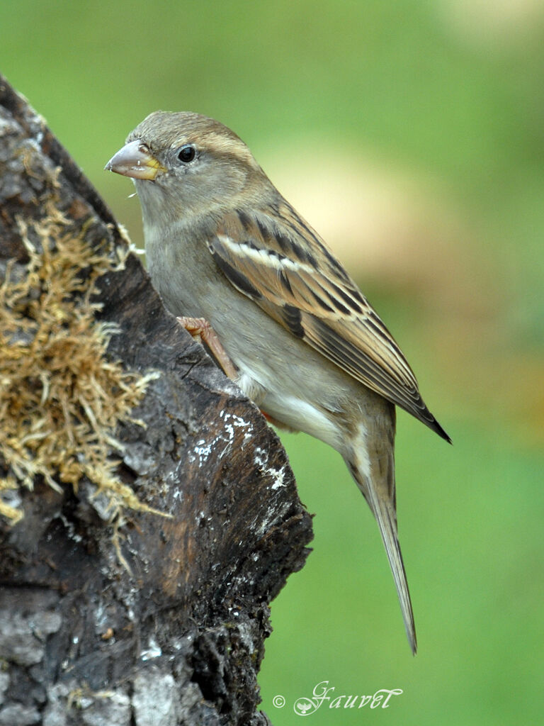 House Sparrow female adult post breeding