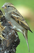 House Sparrow