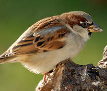 Moineau domestique