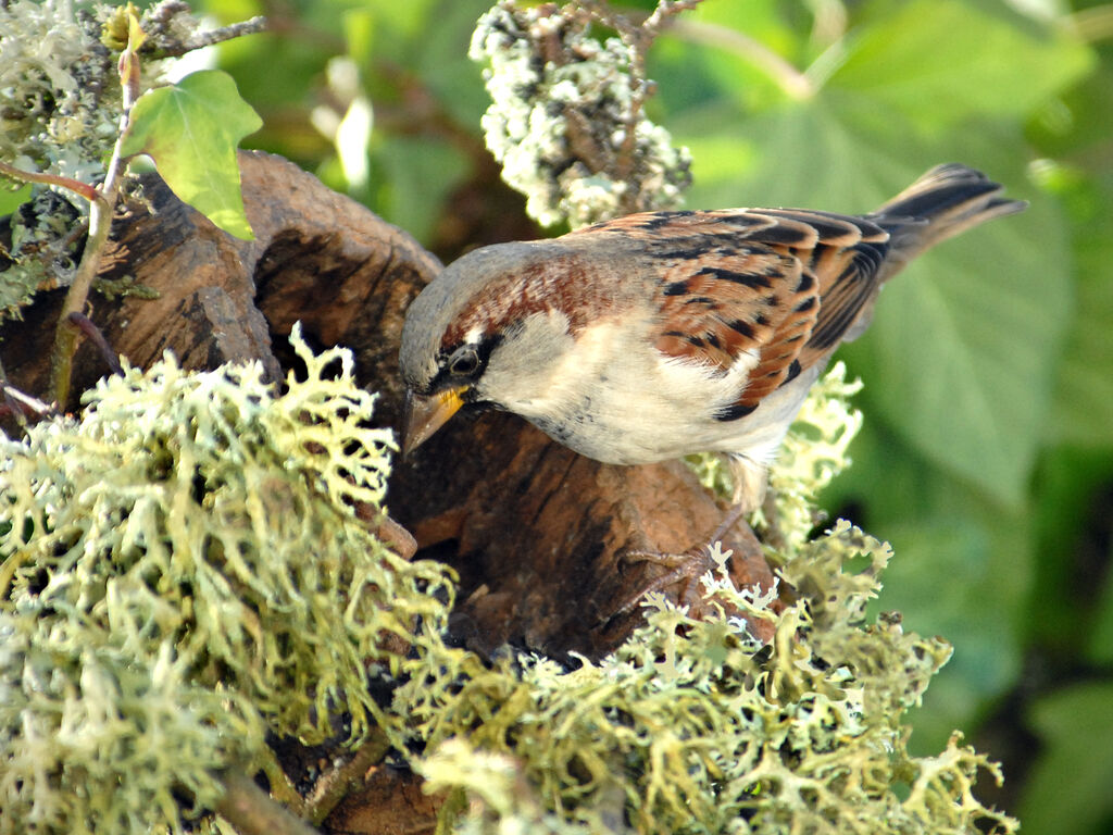 Moineau domestique, identification