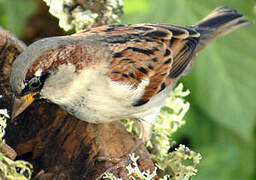 House Sparrow