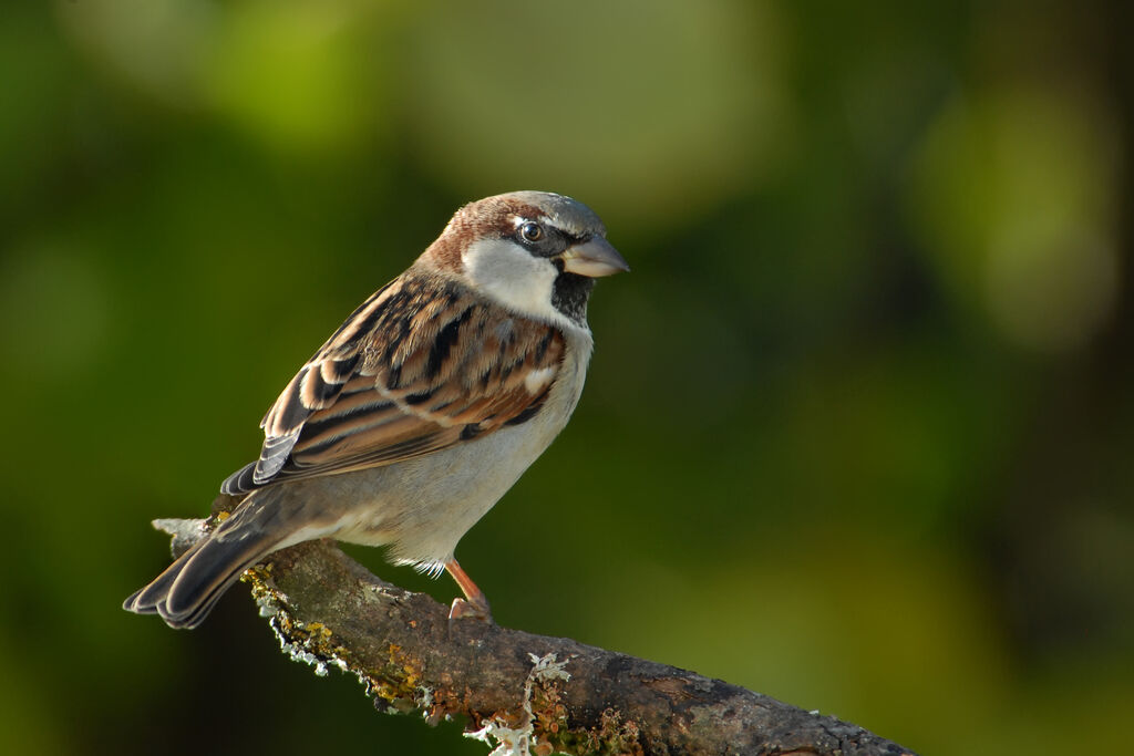 Moineau domestique mâle adulte, identification