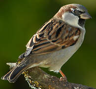 House Sparrow