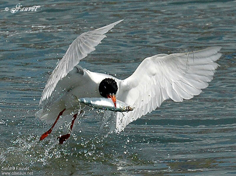 Mediterranean Gulladult, feeding habits, fishing/hunting