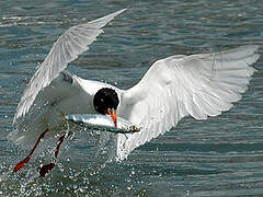 Mouette mélanocéphale