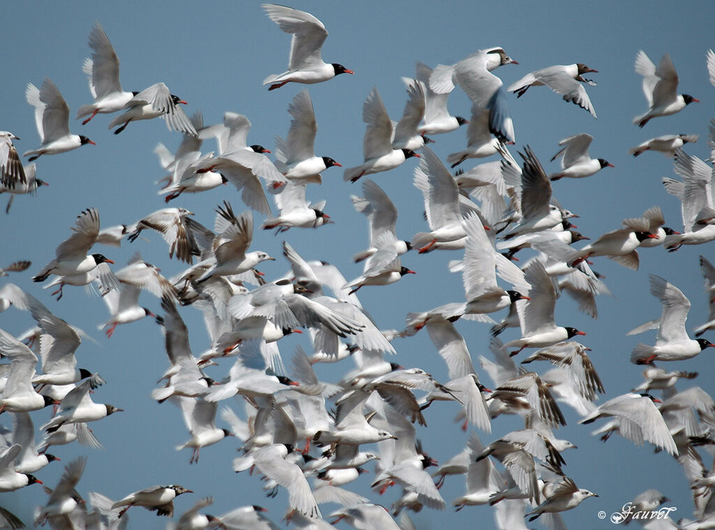 Mouette mélanocéphale