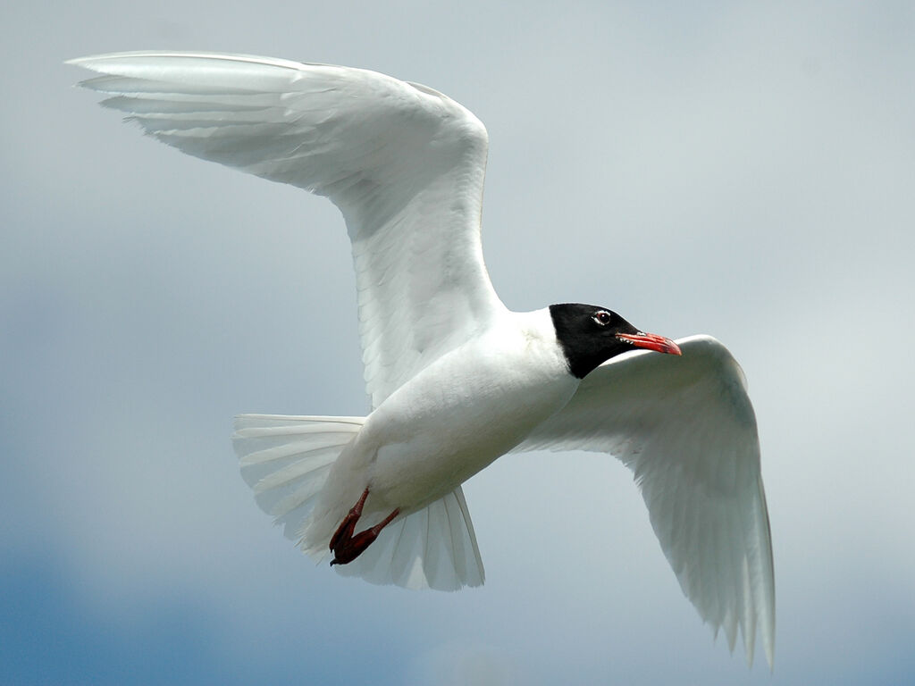 Mouette mélanocéphaleadulte nuptial