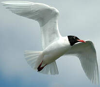 Mouette mélanocéphale