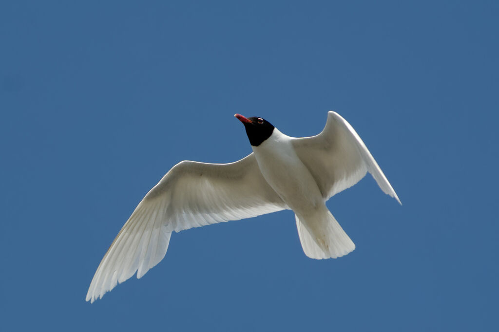 Mouette mélanocéphaleadulte nuptial