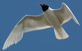 Mediterranean Gull