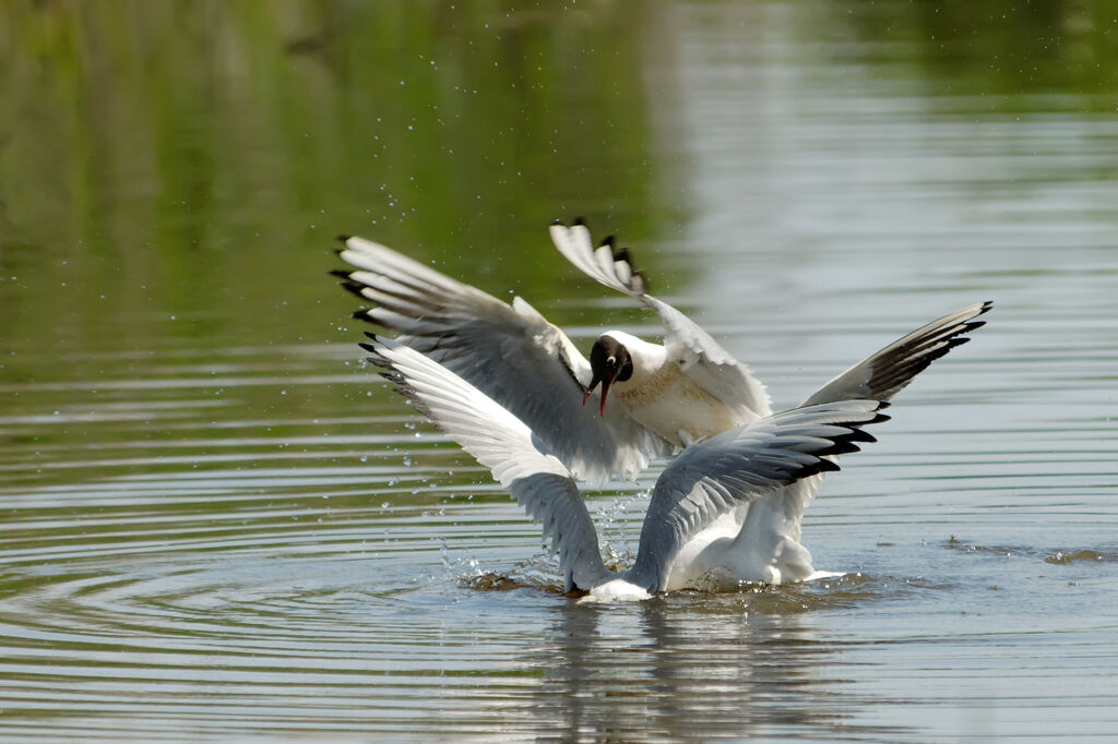 Mouette rieuseadulte nuptial, Comportement