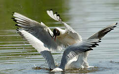 Mouette rieuse