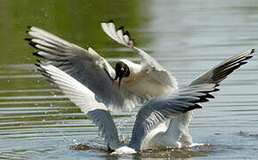 Black-headed Gull