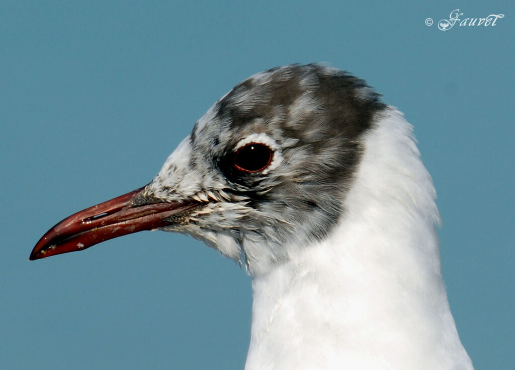 Mouette rieuse