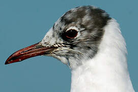 Mouette rieuse