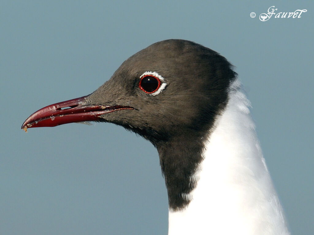 Mouette rieuse