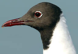 Mouette rieuse