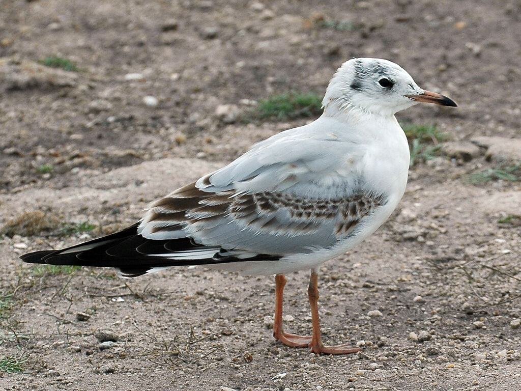 Mouette rieuse1ère année, identification