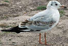 Mouette rieuse