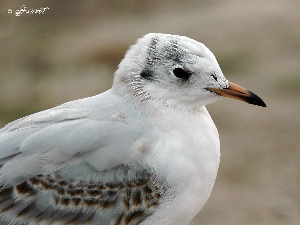 Black-headed GullFirst year