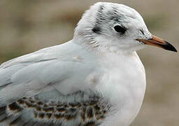 Black-headed Gull