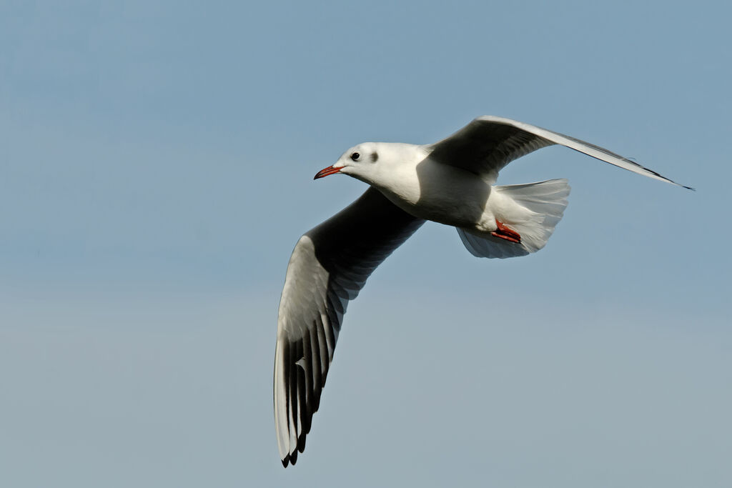 Mouette rieuseadulte internuptial, Vol