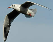 Mouette rieuse