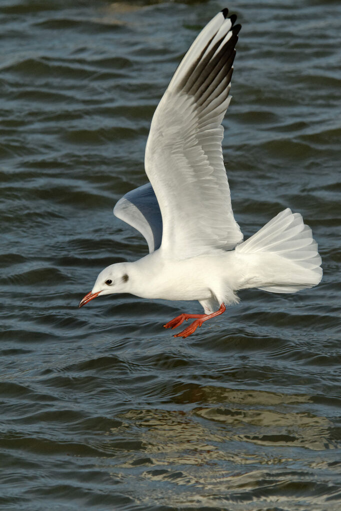 Mouette rieuseadulte internuptial, Vol