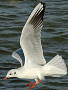 Mouette rieuse