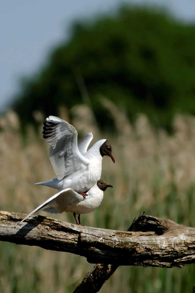 Mouette rieuse adulte nuptial, identification, Nidification, Comportement