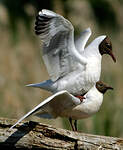 Mouette rieuse