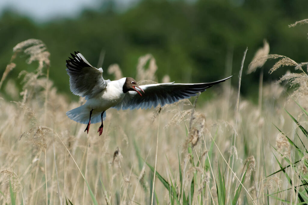 Black-headed Gulladult breeding, identification, Flight, Reproduction-nesting