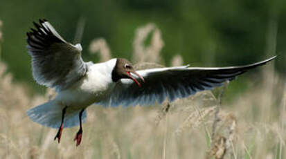 Mouette rieuse