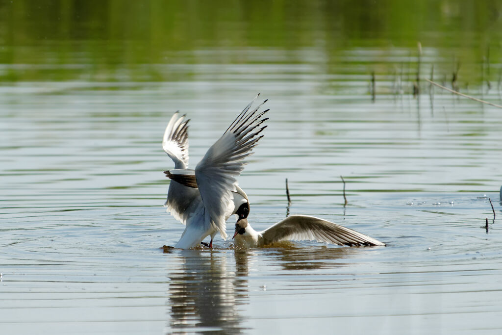 Mouette rieuseadulte nuptial, Comportement