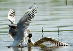 Black-headed Gull