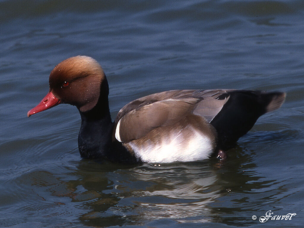 Nette rousse mâle adulte nuptial