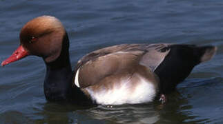 Red-crested Pochard