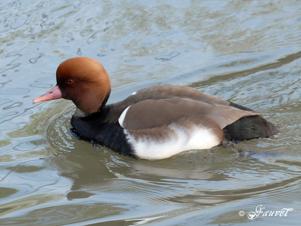 Red-crested Pochard