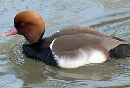 Red-crested Pochard