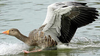 Greylag Goose