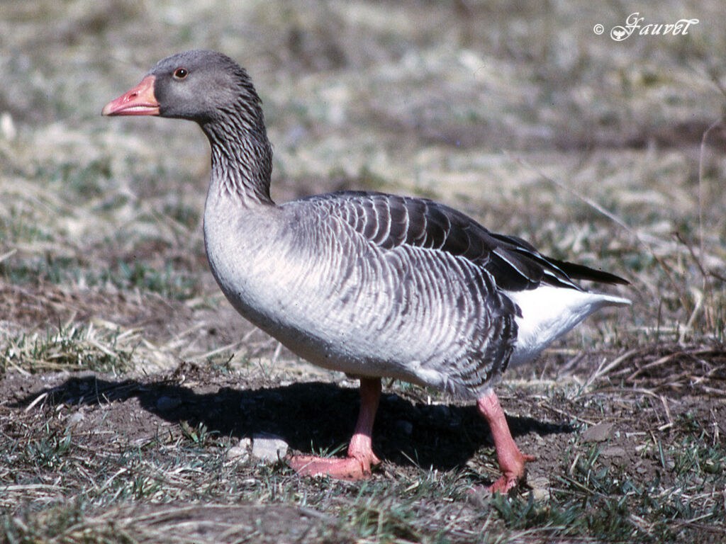 Greylag Goose