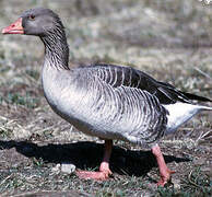 Greylag Goose