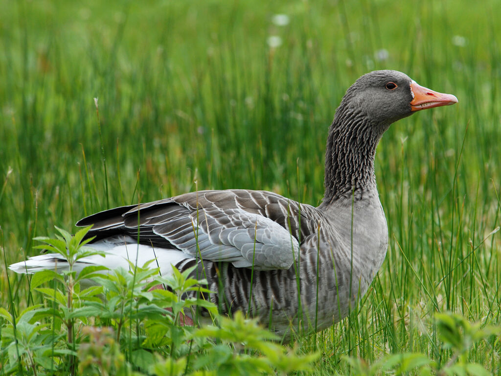 Greylag Goose