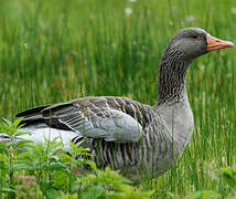 Greylag Goose