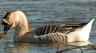 Swan Goose