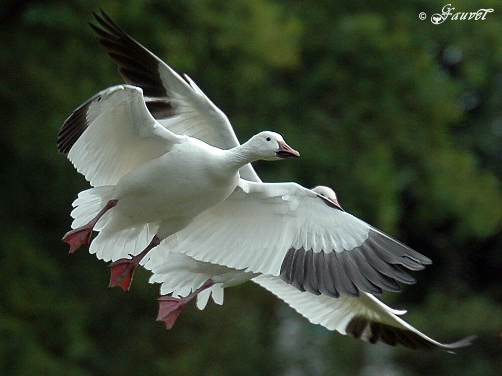 Snow Goose