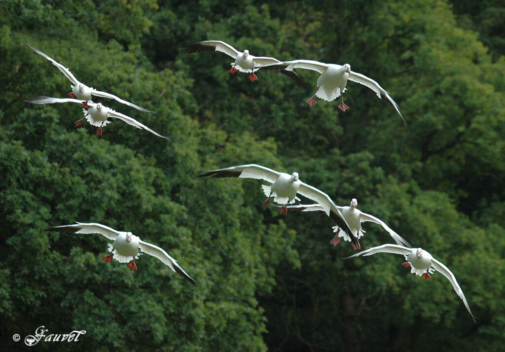 Snow Goose