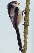 Long-tailed Tit